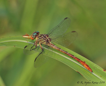 Stylurus plagiatus, female